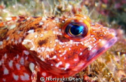 Face of a Scorpion fish. at Owase,　Mie, Japan by Noriyuki Otani 